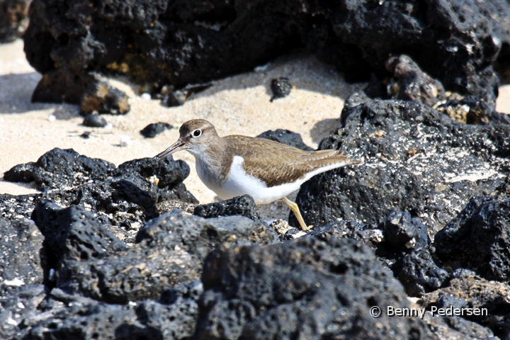 mudderklire 1.jpg - Mudderklire (Actitis hypoleucos)